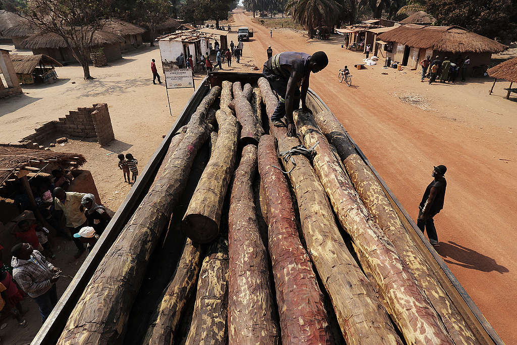 Illegally Logged Hardwood in DRC. © Lu Guang / Greenpeace