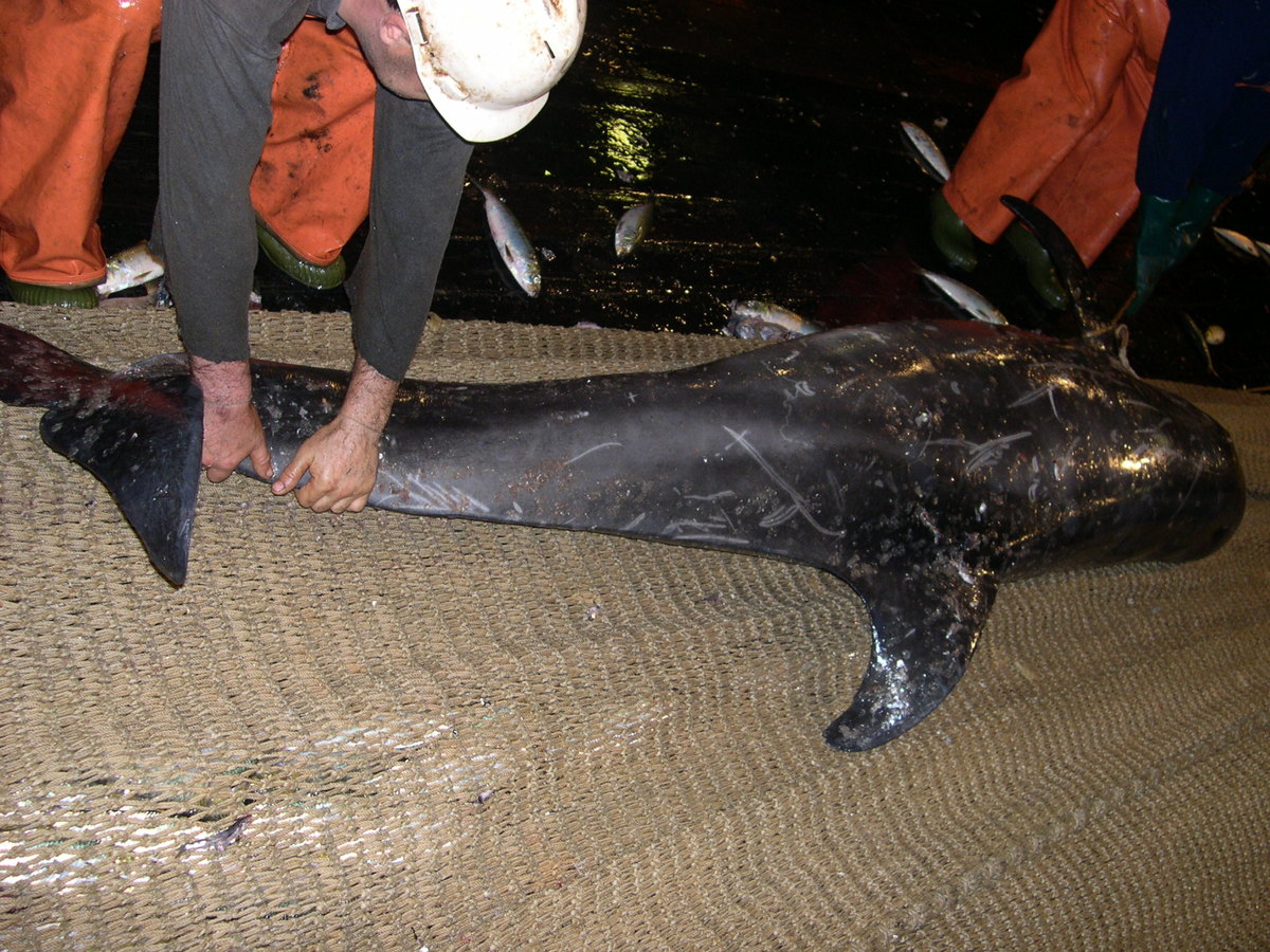 Dead Dolphin as Bycatch On Board Dutch Pelagic Freezer Trawler in Mauritania. © Anonymous