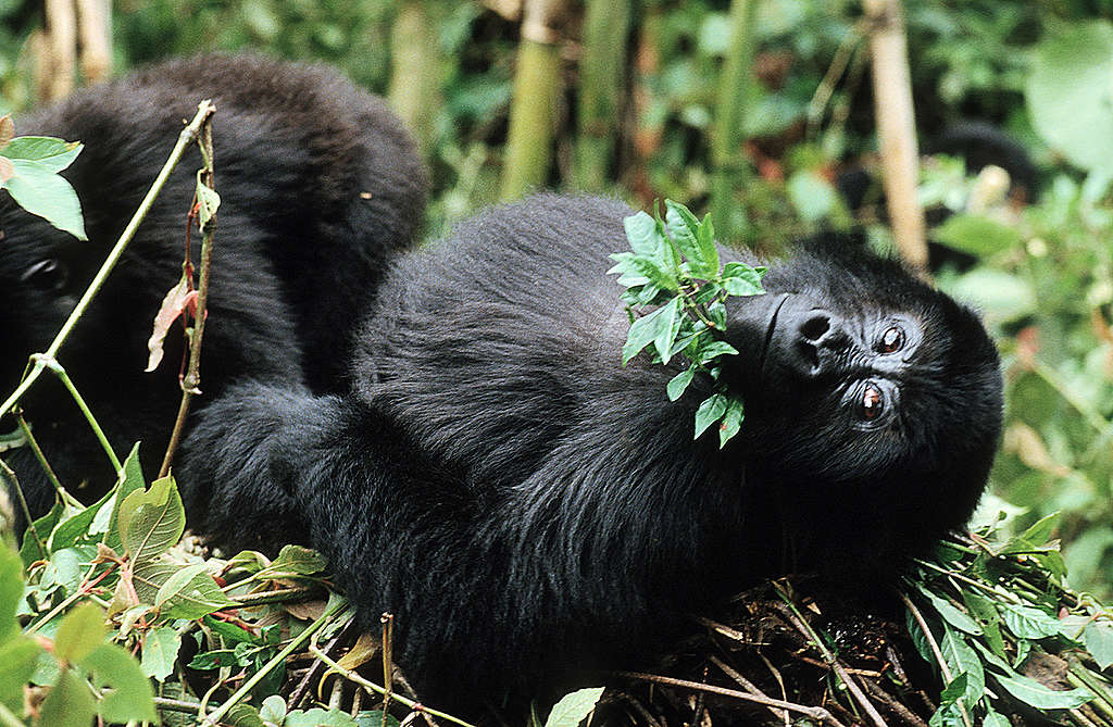 Mountain Gorilla in National Park in Congo. © Christian Kaiser / Greenpeace