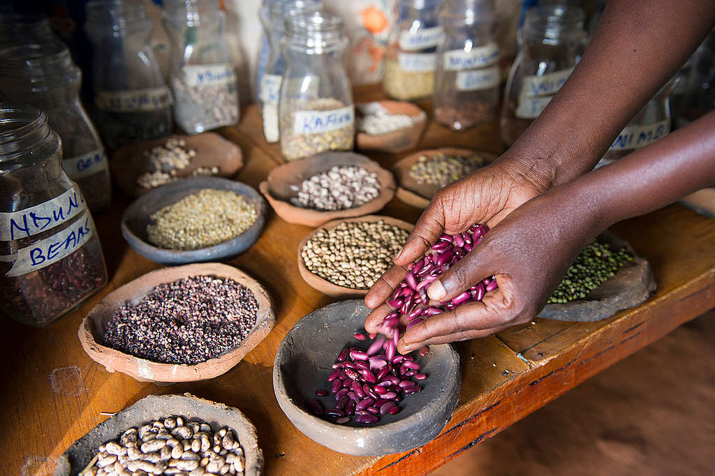 Ecological Seeds in Kenya. © Cheryl-Samantha Owen / Greenpeace