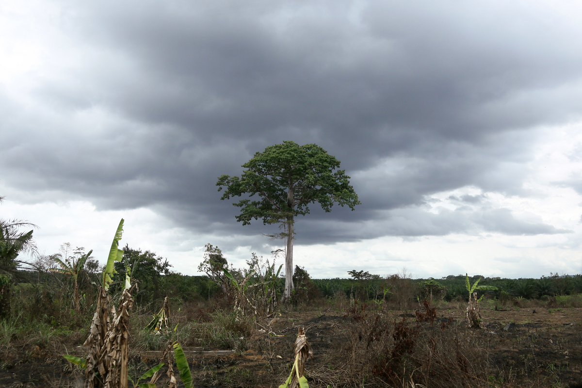 Forest Clearing for New Palm Oil Plantation in Cameroon.