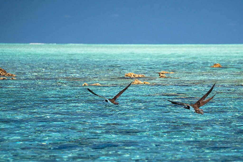 Birds near Scott Reef, Western Australia. © Alex Westover and Wendy Mitchell / Greenpeace