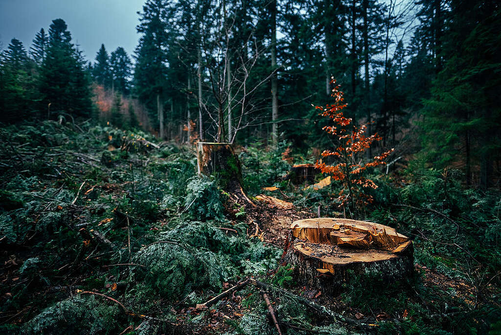 Carpathian Forest in Poland. © Konrad Skotnicki / Greenpeace