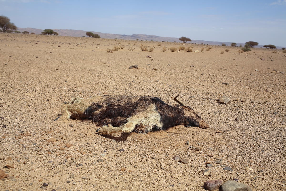 Climate Change Impacts on Moroccan Oases. © Therese di Campo / Greenpeace
