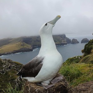 A white-capped albatross (Thalassarche cauta steadi) in Auckland Islands. The white-capped albatross is critically endangered and red listed by the IUCN (International Union for Conservation of Nature). © Roberto Isotti / A.Cambone / Homo ambiens / Greenpeace