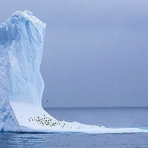 Penguins take shelter on an Iceberg, close to Trinity Island, in the Antarctic. Greenpeace is documenting the Antarctic’s unique wildlife, to strengthen the proposal to create the largest protected area on the planet, an Antarctic Ocean Sanctuary. 