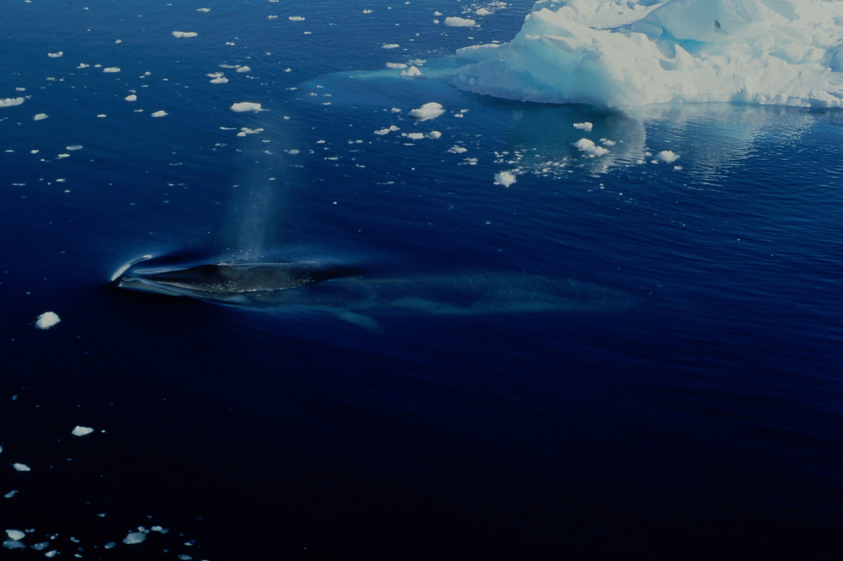 Minke Whale in Antarctica. © Ingrid Visser