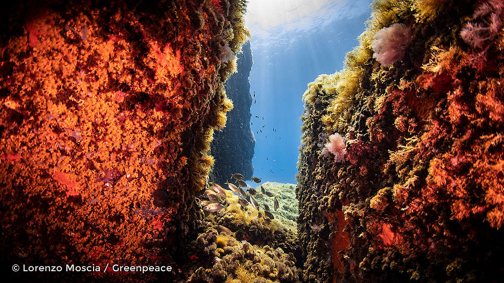 A seamount is an underwater mountain. Often home to coral and sea sponges they support a vast array of deep sea life.