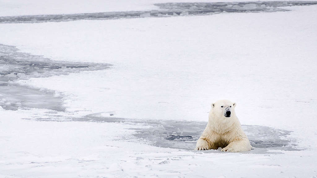 A polar bear rests in the icy water in Svalbard.  A Virtual Reality video team joined Greenpeace on a trip to Svalbard to document the rapidly changing Arctic. Using a range of Virtual Reality video cameras to capture the stunning beauty of the last remnants of pristine wilderness, this immersive new technology allows us to bring people to the high Arctic, to witness for themselves the majestic landscapes and wildlife affected by humanities ruthless quest for resources. 
© Rasmus Törnqvist / Greenpeace