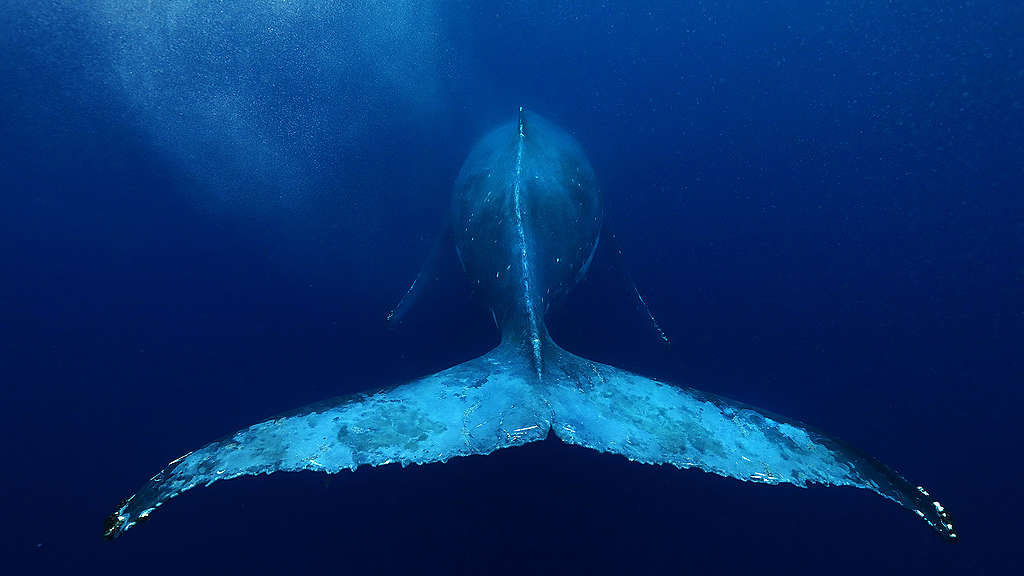 Whale tail Zoom background image
© Paul Hilton / Greenpeace