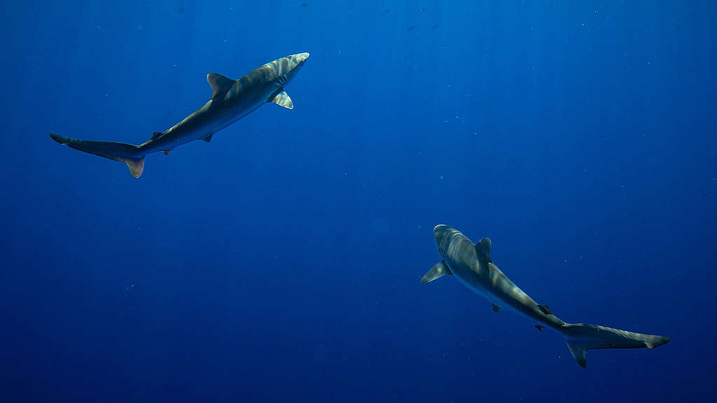 Silky sharks circle a recently placed FAD (fish aggregating device)  in international waters in the Indian Ocean. The marine snare was left by a vessel supplying Thai Union. A Greenpeace team recovered the FAD and took it back to the Esperanza for dismantling.
© Will Rose / Greenpeace