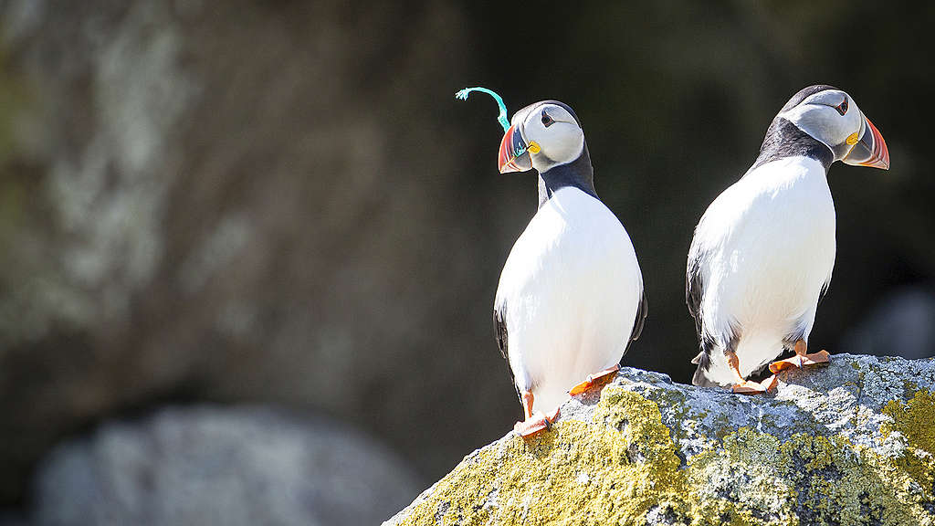 Puffins - A Greenpeace expedition around Scottish coastlines has found plastic in the feeding grounds of basking sharks, in the habitats of puffins 
© Will Rose / Greenpeace