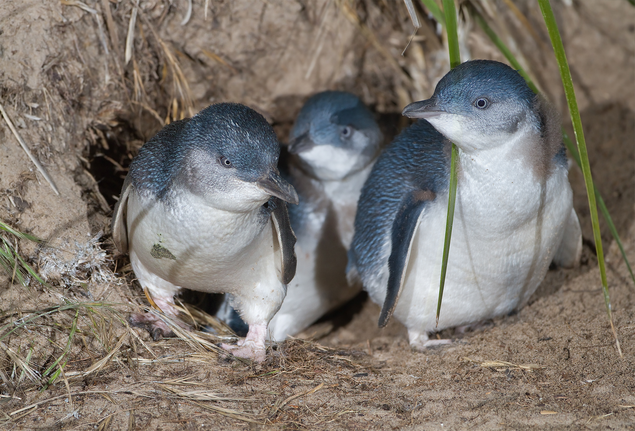 tiny blue penguins, Taranaki, patea seabed