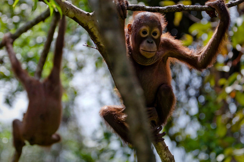 Baby orangutan at Orangutan Foundation International Care Center in Pangkalan Bun, Central Kalimantan. Expansion of oil palm plantations is destroying their forest habitat.