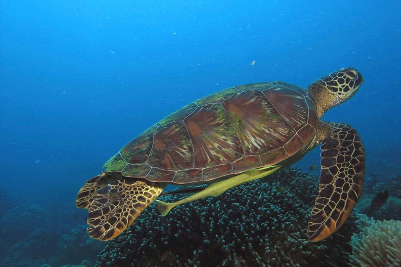 Sea turtles used to be a rare sight in the waters of Apo Island. Since it was declared a marine reserve, it is now common to see Hawksbill and Green Sea Turtles such as this one with remoras hitching a ride.