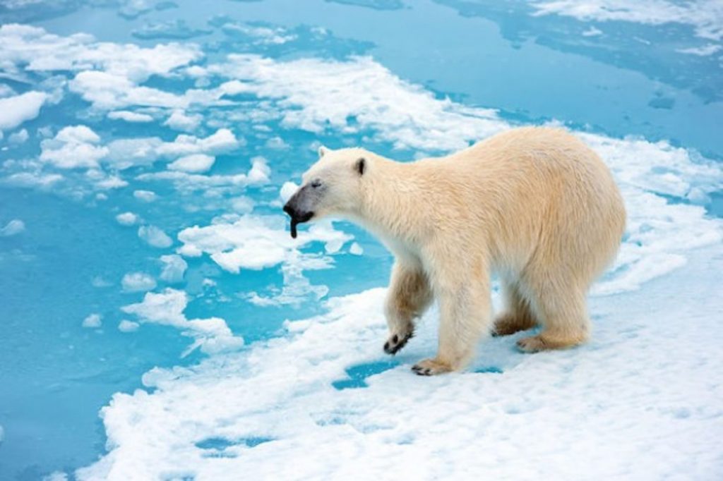 Polar bear with its black tongue showing