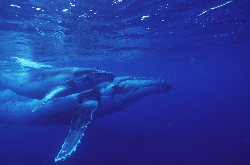 Humpback whale with young. Humpback whale with young (Megapetra noveangliae). Buckelwal (Megapetra noveangliae).
