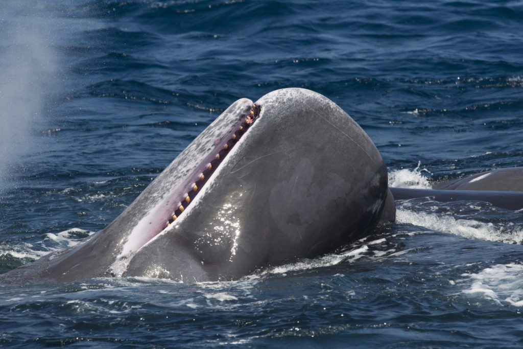 A sperm whale calf breaks the surface, Sri Lanka.