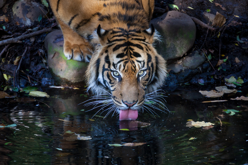 A Sumatran tiger at the Melbourne zoo. In Indonesia, forest destruction for palm oil production is pushing Sumatran tigers to the edge of extinction, with as few as 400 left in the wild.  Companies must commit to zero deforestation and end their role in tiger habitat loss. © Greenpeace / Tom Jefferson