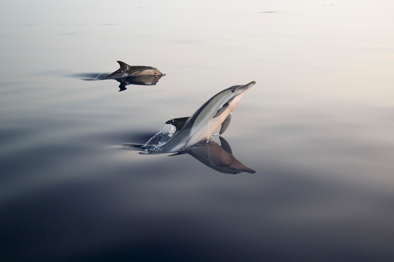 dolphins, aloboran sea, protect the oceans, global ocean treaty, UN ocean treaty, ocean protection for climate protection