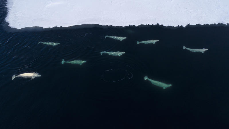 Beluga whales, greenpeace pole to pole, Greenpeace ships, Arctic, Svalbard, Global Ocean Sanctuary