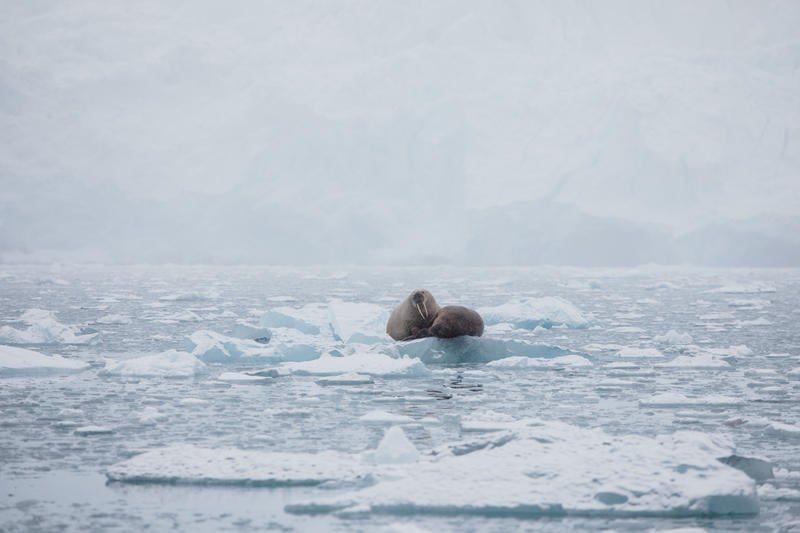 Walruses, glacier, Svalbard, Arctic, Arctic icea, Dahlbreen glacier