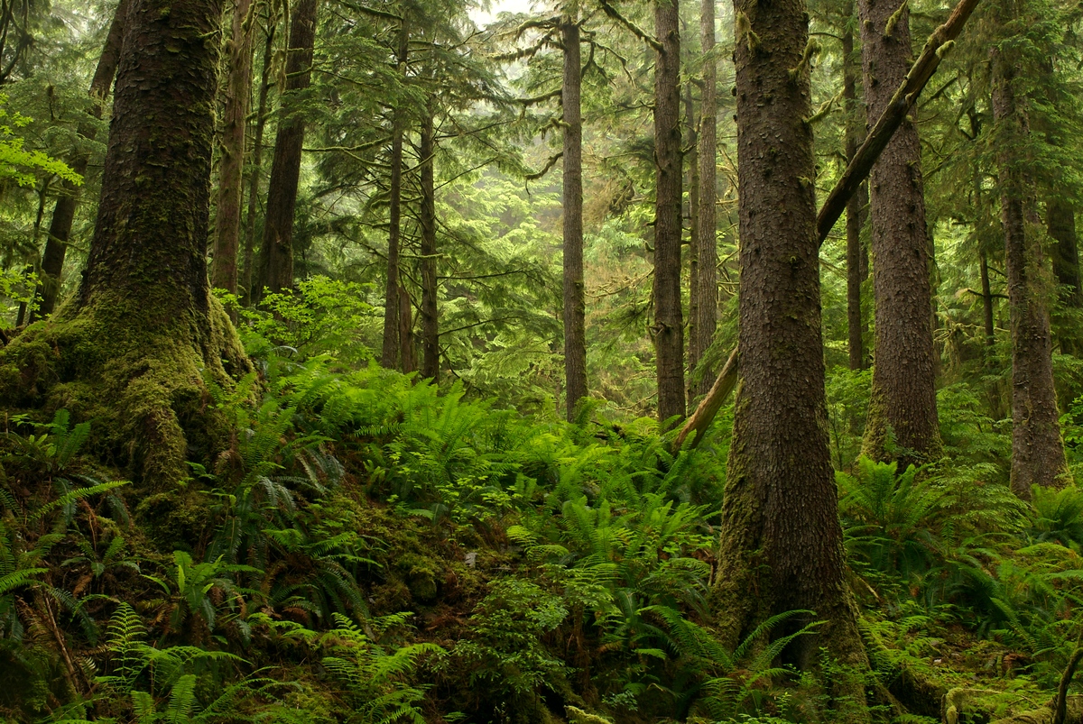 Great Bear Rainforest in B.C. © Markus Mauthe / Greenpeace