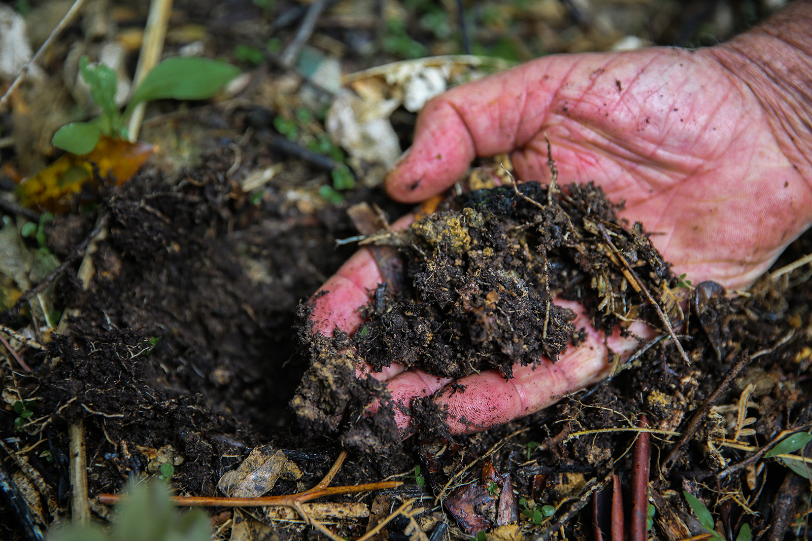 Image of hand holding dark soil matter