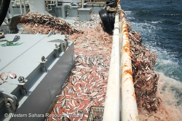 7 ways fishing trawlers are bad news for the seabed - Greenpeace