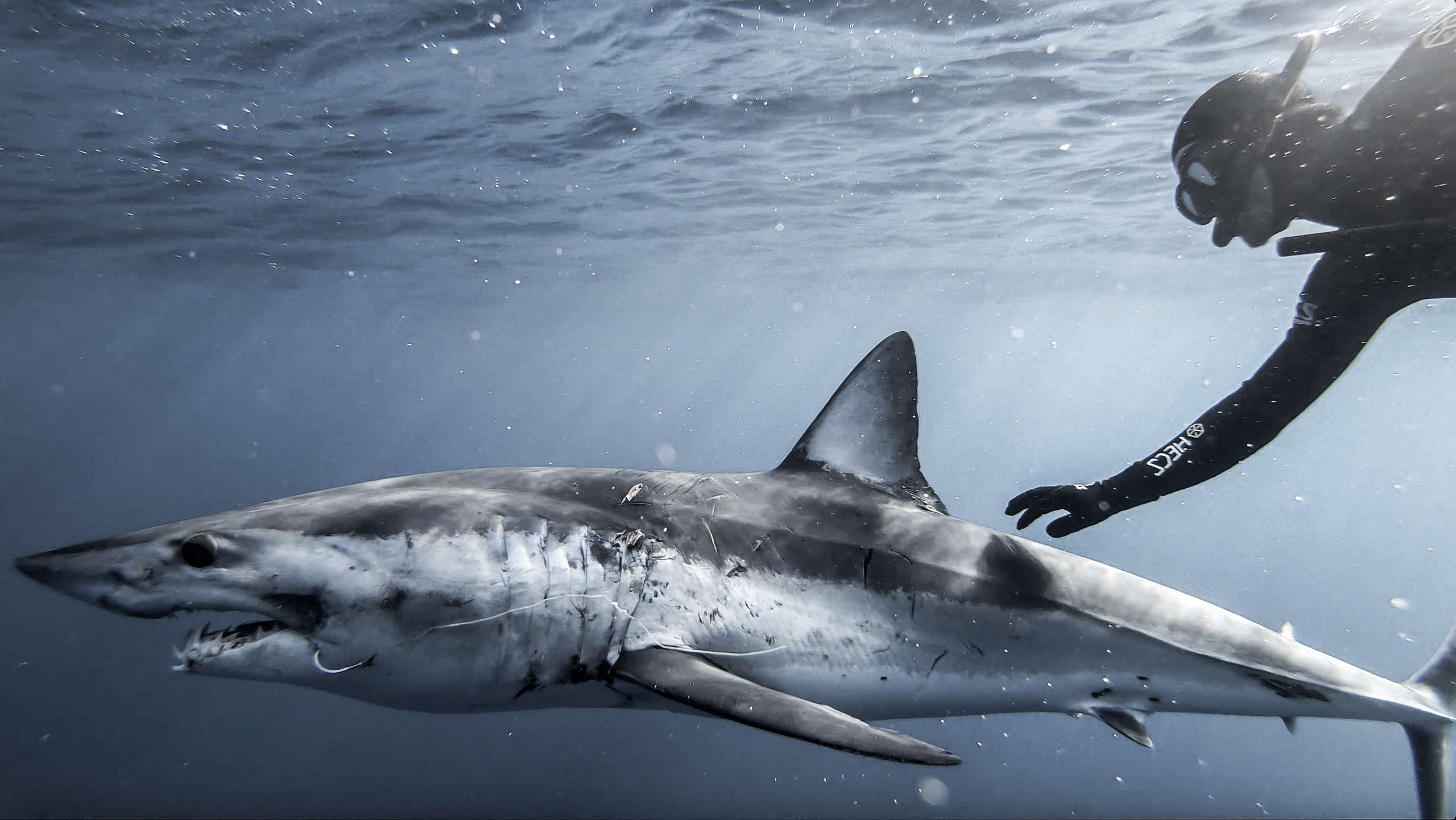 Riley Elliott and a mako shark, cameras on boats, new zealand fisheries
