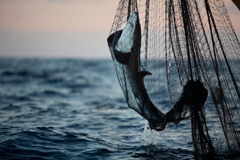 shark by catch, cameras on boats, commercial fishing, Seaspiracy