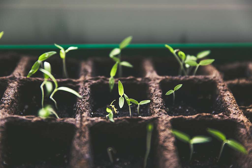 Five productive things to do in lockdown -  Plant some seeds! 
