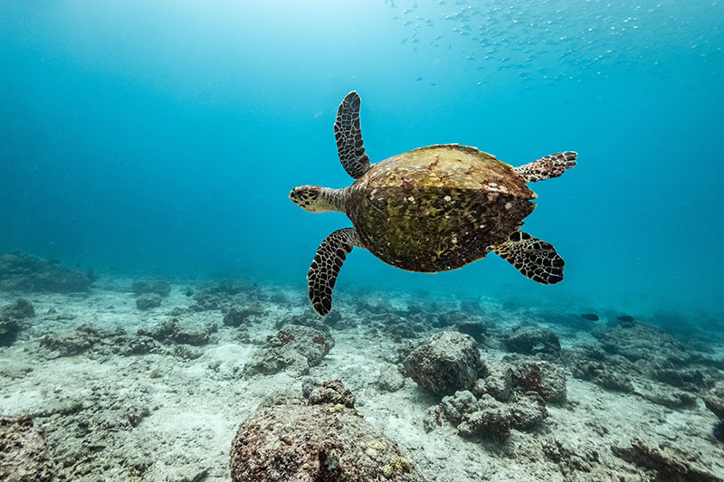 Sea turtle love on World Turtle Day - Greenpeace Aotearoa