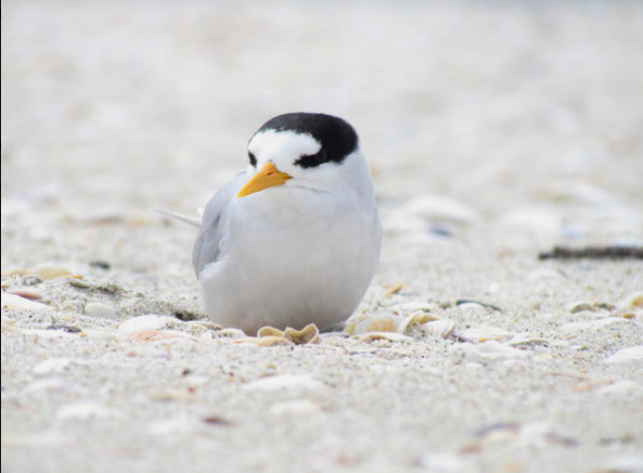 The Fairy Tern on its sand dune nest - this bird is almost extinct