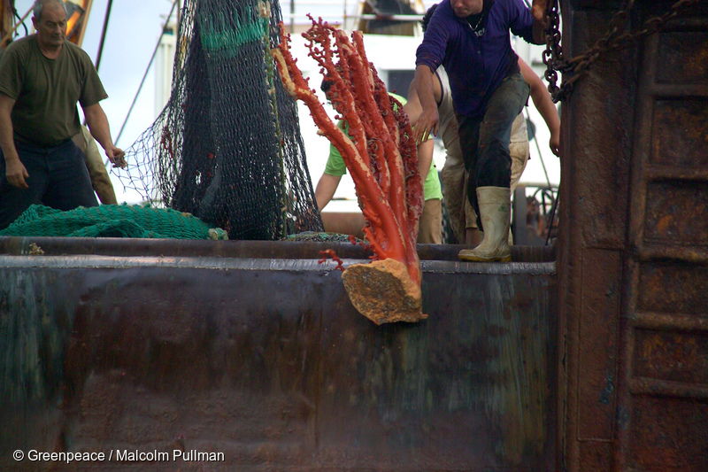 Picture of coral being discarded as bnycatch from a bottom trawling ship, with a man throwing it over the side