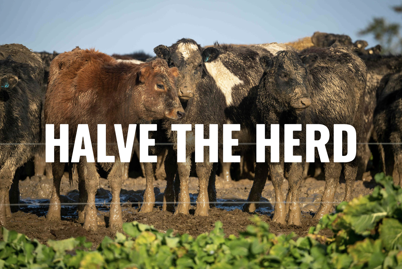 Image of cows behind the words "Halve the herd"