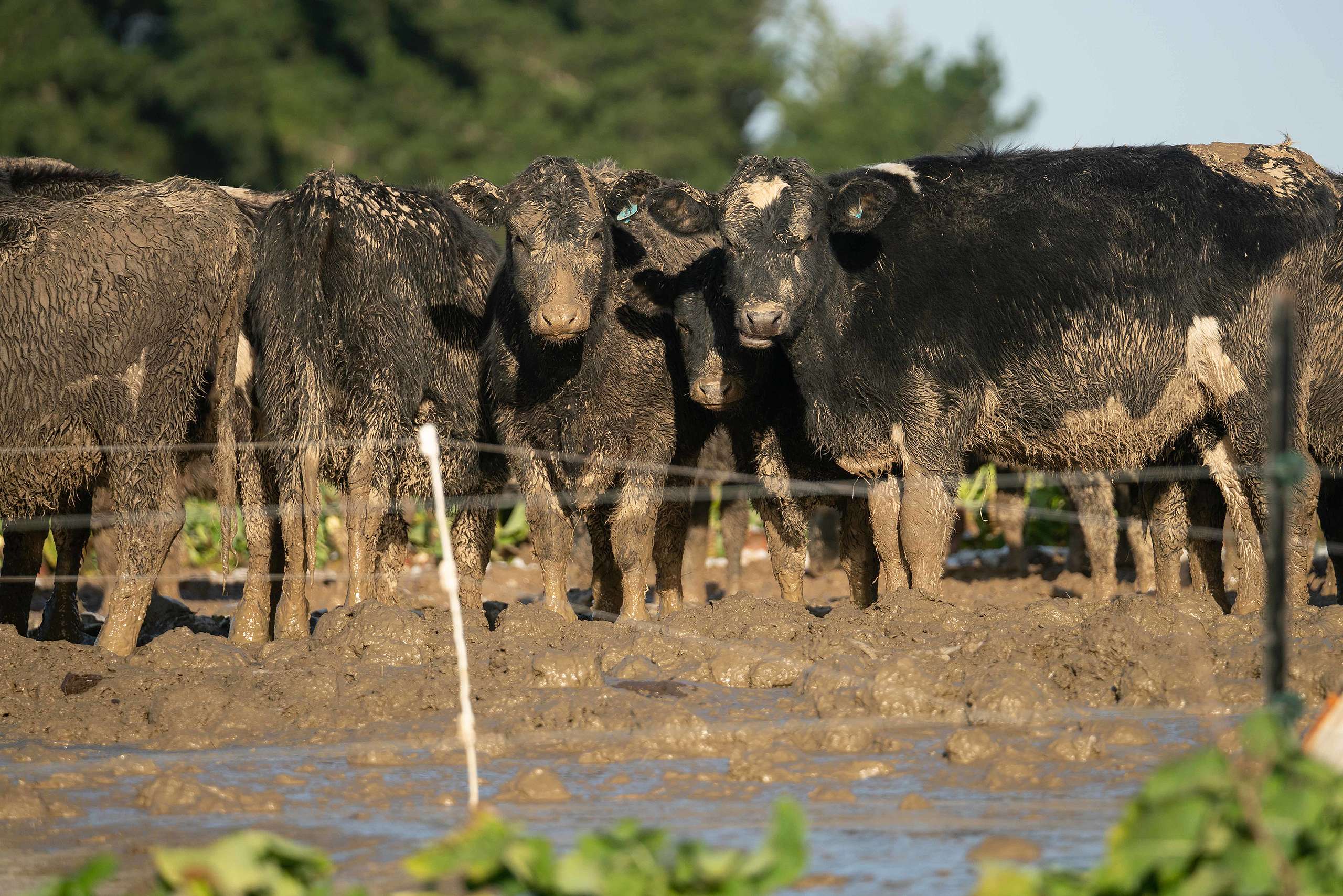 Bunch of cows squished together sitting in mud