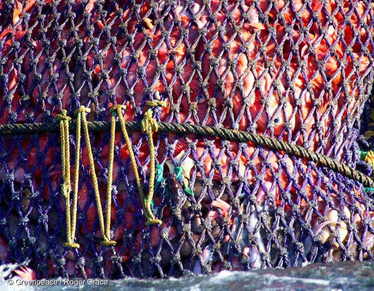 A catch of orange roughy and some bycatch species in the net hauled by the Belize-registered deep sea trawler 'Chang Xing' in international waters in the Tasman Sea.     Greenpeace  along with more than a thousand scientists are supporting the call for a moratorium  on high seas bottom trawling, because  of the vast amount of marine life that is destroyed by this fishing method.