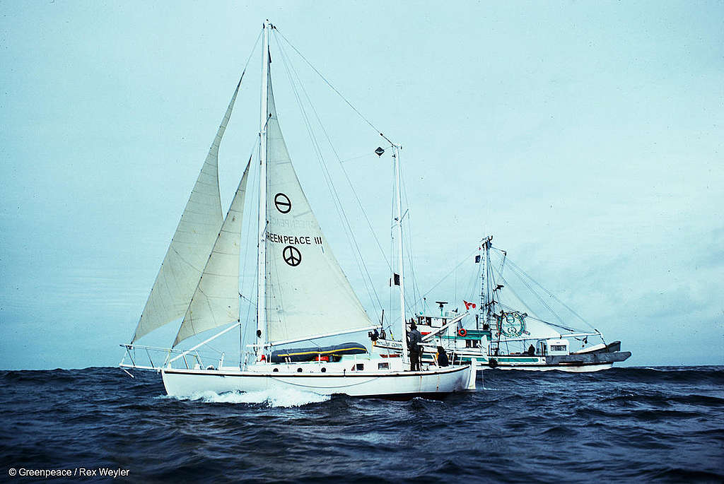 Greenpeace ships Vega and Phyllis Cormack at sea pursuing Russian whaling fleets, during the 1975 whale campaign.