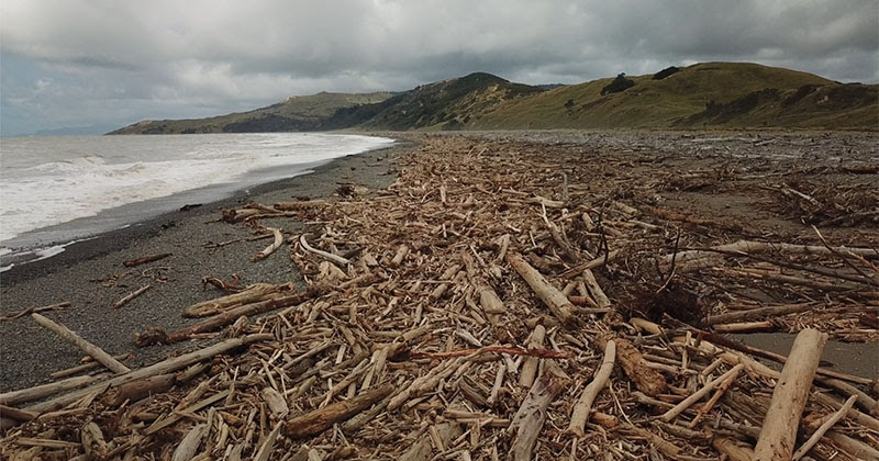 logs strewn on a beach