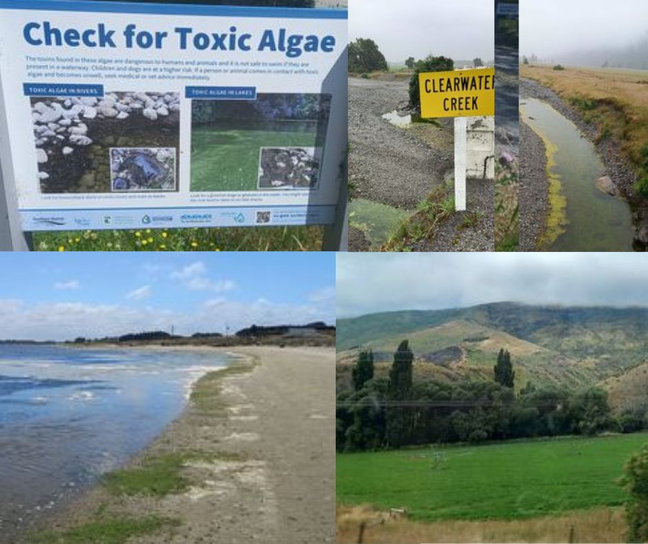 A collage of five images: a sign saying Check for toxic algae; a sign saying Clearwater Creek above green water; a stream with green algae; a lake side with green algae; a grass field with trees and hills in background
