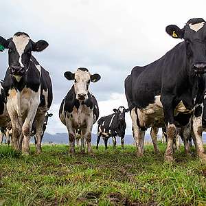 GE not the solution to NZ’s dairy pollution