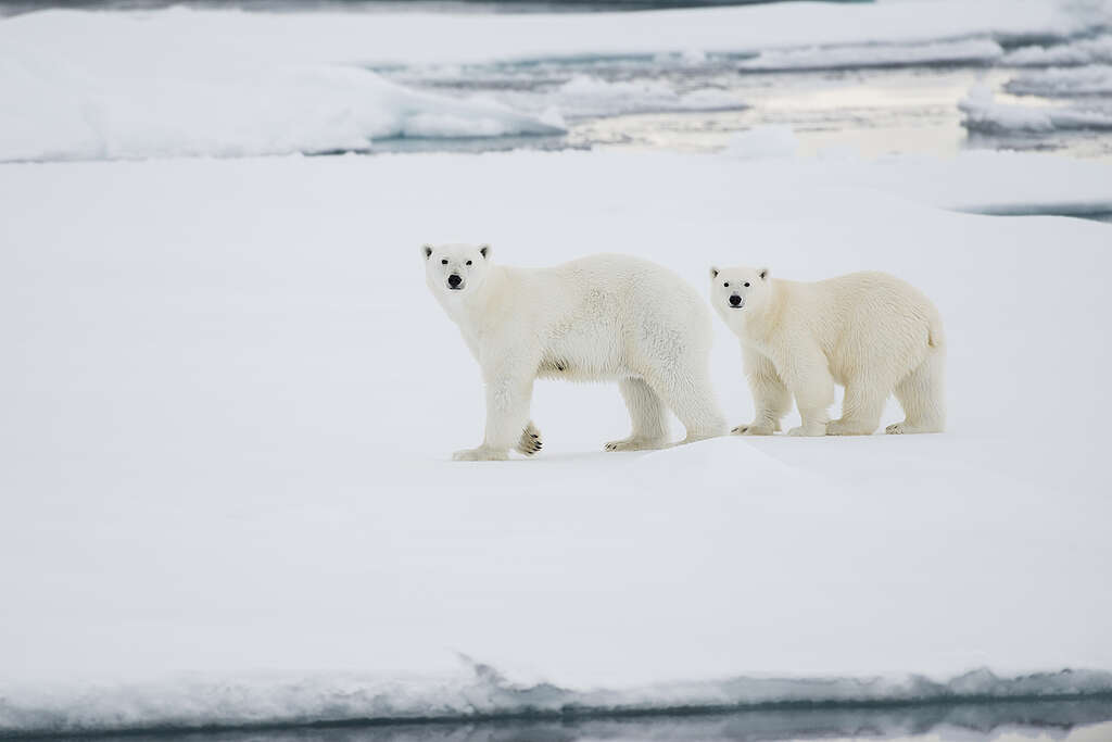 A polar bear and her cub walking in the Arctic.