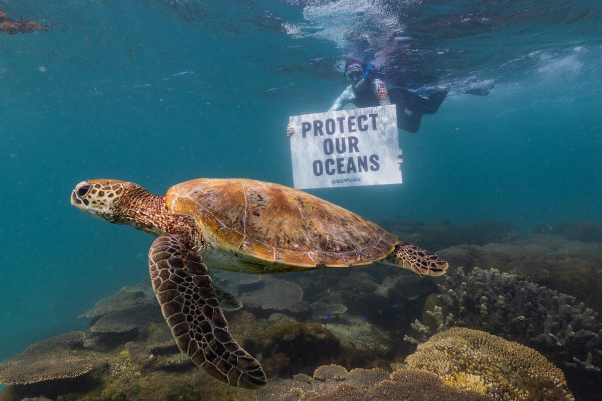 A turtle swims over a coral reef. Behind it, is a Greenpeace diver, holding a sign saying "Protect Our Oceans"