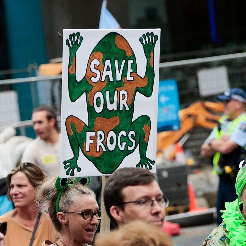 Placards from the March for Nature - Save our Frogs