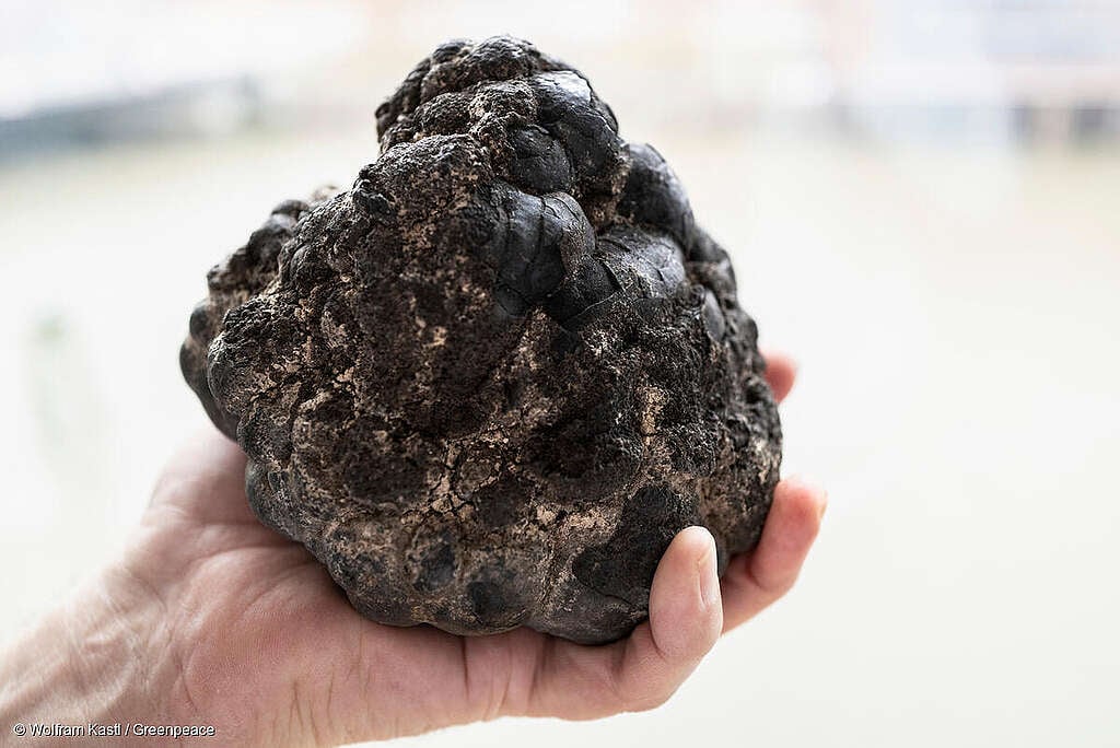 A person holds a manganese nodule in their hand. A polymetallic nodule like one of those found to be producing dark oxygen. The nodules are formed on the seafloor and exist in large numbers at great depths. One of the largest deposits of manganese nodules occur in the Clarion Clipperton Zone in the deep ocean between 4000 and 6000 meters.