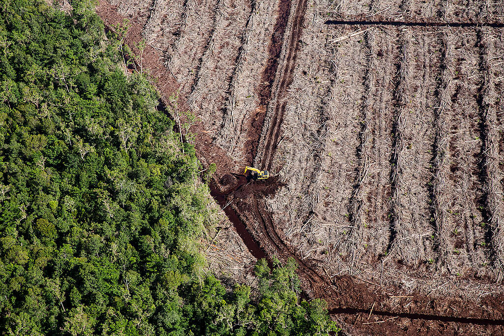 Deforestation for Palm Oil by Bumitama in Indonesia. © Kemal Jufri / Greenpeace