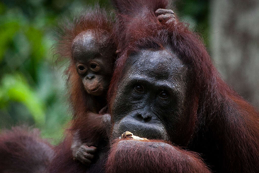 Orangutan Feeding Platform near Tanjung Puting National Park. © Ulet  Ifansasti / Greenpeace