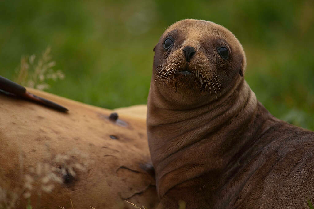 A New Zealand sea lion pup at Sandy Bay, Enderby Island, in the New Zealand subantarctic.