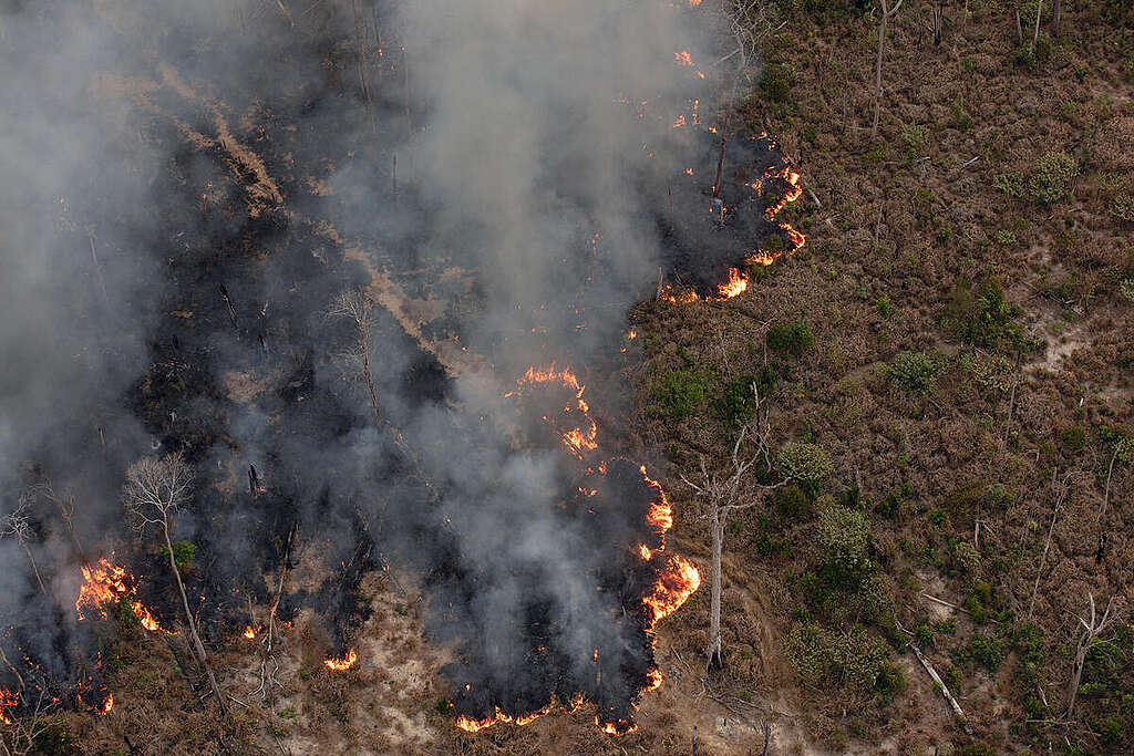 Greenpeace Brazil conducted an aerial survey in the southern Amazonas and northern Rondônia to monitor deforestation and fires in July 2024. © Marizilda Cruppe / Greenpeace